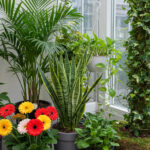 観葉植物の空気清浄効果完全ガイド｜研究で実証された室内空気を改善する植物たち