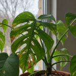 観葉植物の病害虫対策マニュアル｜初期症状の見分け方と安全な対処法