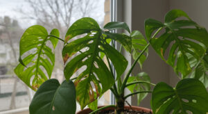 観葉植物の病害虫対策マニュアル｜初期症状の見分け方と安全な対処法