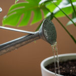 初心者におすすめの観葉植物ランキングTOP10：枯らしにくさ実証テスト