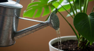 初心者におすすめの観葉植物ランキングTOP10：枯らしにくさ実証テスト