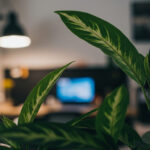 リモートワーク環境と観葉植物｜集中力と生産性を高める植物の選び方と配置