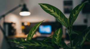 リモートワーク環境と観葉植物｜集中力と生産性を高める植物の選び方と配置