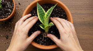 サンスベリアの育て方ガイド｜最も枯れにくい観葉植物の管理法と9つの品種紹介