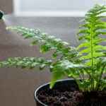 観葉植物の水やり頻度と方法｜植物別の最適な水分管理術