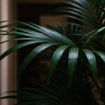日当たりが悪い部屋でも育つ観葉植物12選｜光が少なくても元気に育つ理由