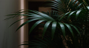 日当たりが悪い部屋でも育つ観葉植物12選｜光が少なくても元気に育つ理由