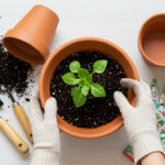 観葉植物の植え替え完全ガイド｜初心者でも失敗しない土選びと手順