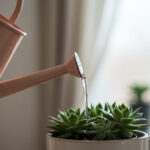 多肉植物の育て方ガイド｜手間いらずで楽しめる種類と管理のコツ