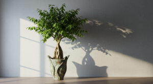 観葉植物のガジュマルの育て方