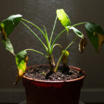 観葉植物の黄変・茶変対策｜原因別の診断と回復のためのケア方法