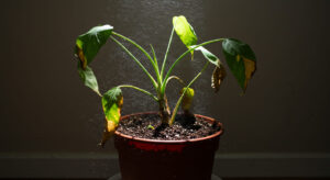 観葉植物の黄変・茶変対策｜原因別の診断と回復のためのケア方法
