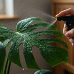 観葉植物と湿度管理｜乾燥から守る加湿テクニックと植物別の必要湿度