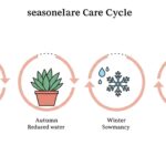 季節の変わり目における観葉植物のケア｜春夏秋冬の適切な管理方法