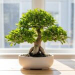 ガジュマルの育て方完全ガイド｜精霊が宿る木の管理と樹形の仕立て方