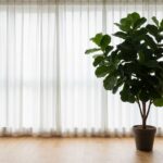 フィカス・ウンベラータの育て方｜大きな葉を美しく保つ管理のコツ