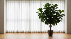 フィカス・ウンベラータの育て方｜大きな葉を美しく保つ管理のコツ