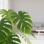 モンステラの育て方完全マニュアル｜水やり・日光・植え替えのコツと増やし方