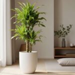 ドラセナ（幸福の木）の育て方｜枯らさないための水やり・置き場所・剪定のコツ