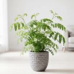 エバーフレッシュの育て方｜夜に葉を閉じる不思議な植物の管理のコツ