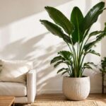 大型の観葉植物おすすめ12選｜植え替えの大変さも含めた「本当のところ」