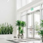 オフィスに観葉植物を導入するメリットとおすすめ品種10選｜設置場所別の選び方ガイド