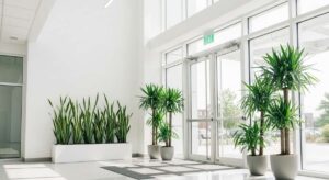 オフィスに観葉植物を導入するメリットとおすすめ品種10選｜設置場所別の選び方ガイド