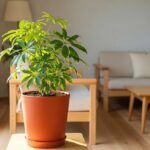 カポック（シェフレラ）の育て方｜水やり・剪定・植え替えから枯らさないコツまで