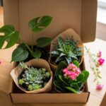 花と観葉植物の定期便おすすめ7選｜サブスクの選び方とコスト比較