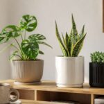 観葉植物の鉢おすすめ9選｜プラ・陶器・スリットを素材別に徹底比較