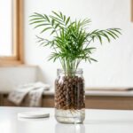 観葉植物の水耕栽培(ハイドロカルチャー)完全ガイド｜土なしで虫が出ない室内向き品種と始め方