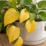 観葉植物の葉が黄色くなる5つの原因と対策|知恵袋500件で最多パターン