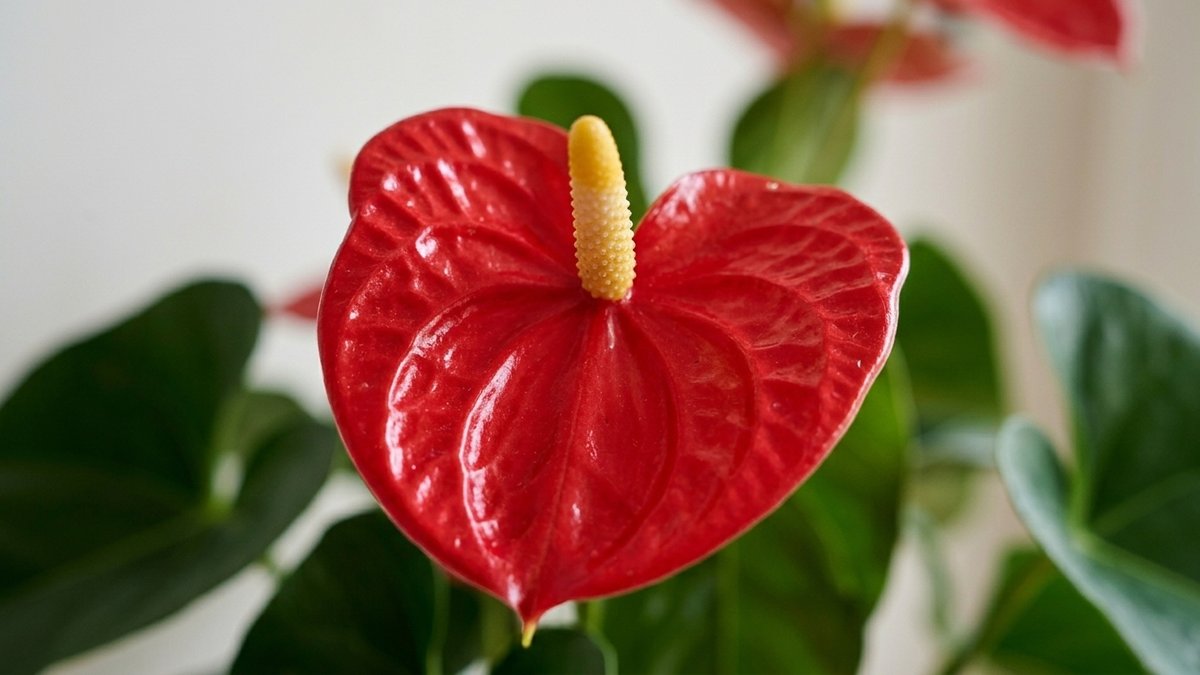真っ赤なダコタの仏炎苞と中央の棒状の花序のクローズアップ