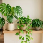 サトイモ科の観葉植物｜人気10種の違いと“9割同じ”育て方