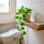 トイレの観葉植物おすすめ8選｜窓なしでも枯らさない育て方と風水の本当のところ
