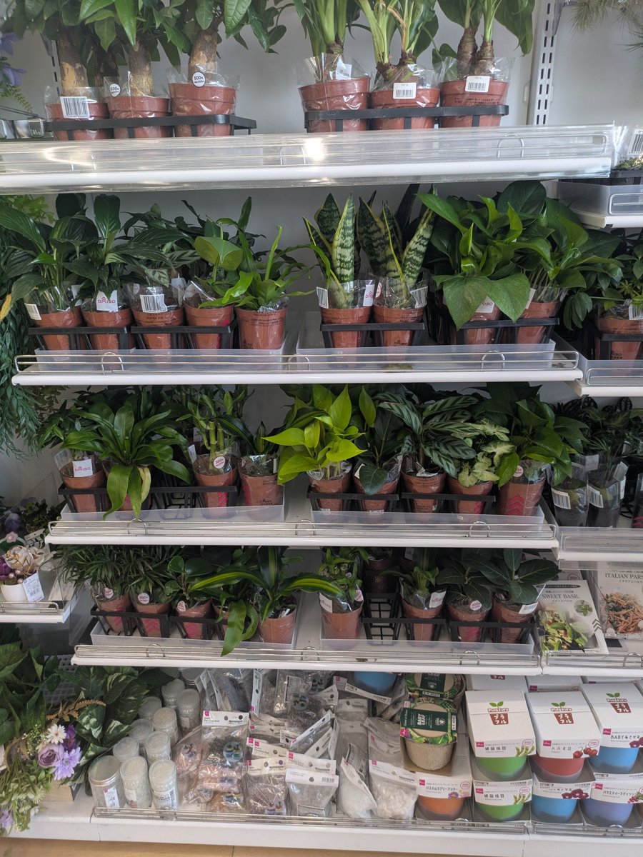 ダイソーの観葉植物コーナー。パキラ、スパティフィラム、カラテア、サンスベリア、ポトスなどの鉢が4段の棚に並んでいる