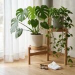 観葉植物の白い虫は何？土で跳ねる・葉の綿・飛ぶ虫の見分け方と効く薬